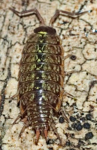 Philoscia muscorum